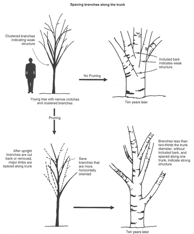 Spacing branches along the trunk