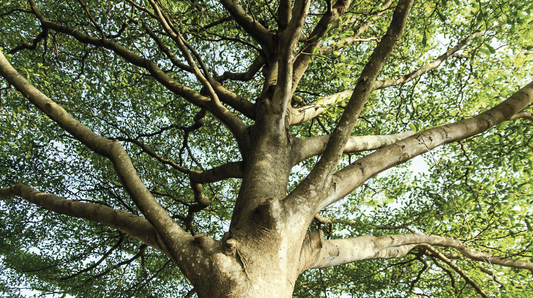 John Conroy Trees