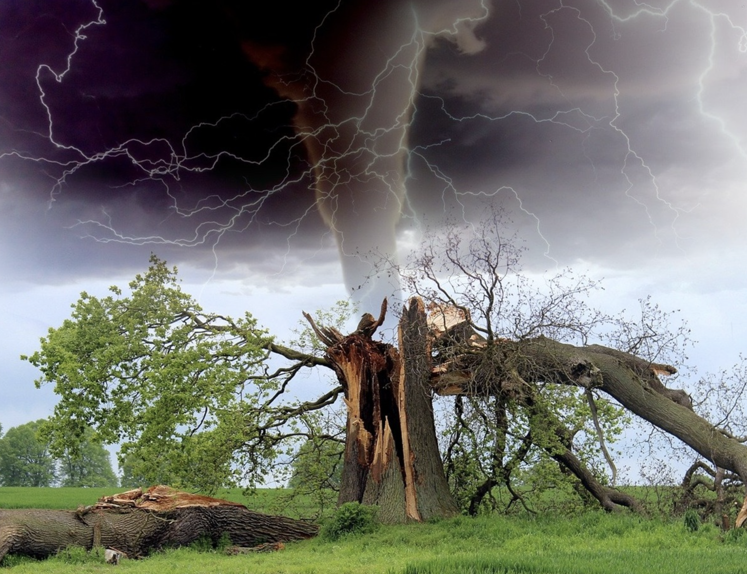 Tree damaged by tornado