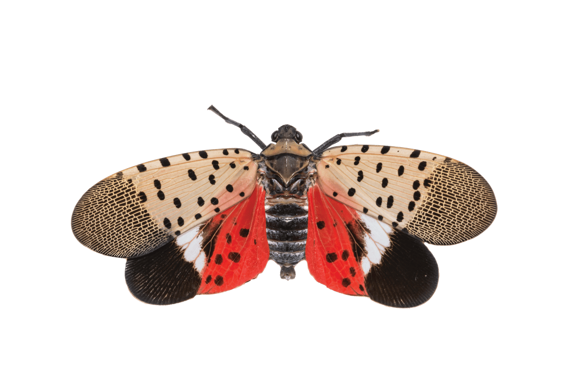 Spotted Lantern Fly: A Guide for Landscapers