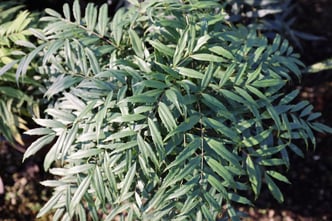 Silver_Caress_Mahonia