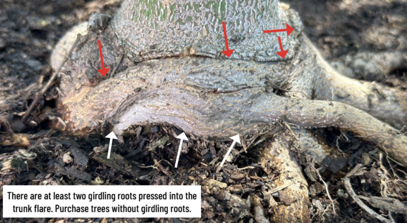 girdling tree root