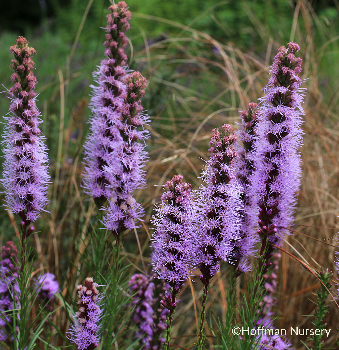 New Perennial Line and Green Infrastructure Collection