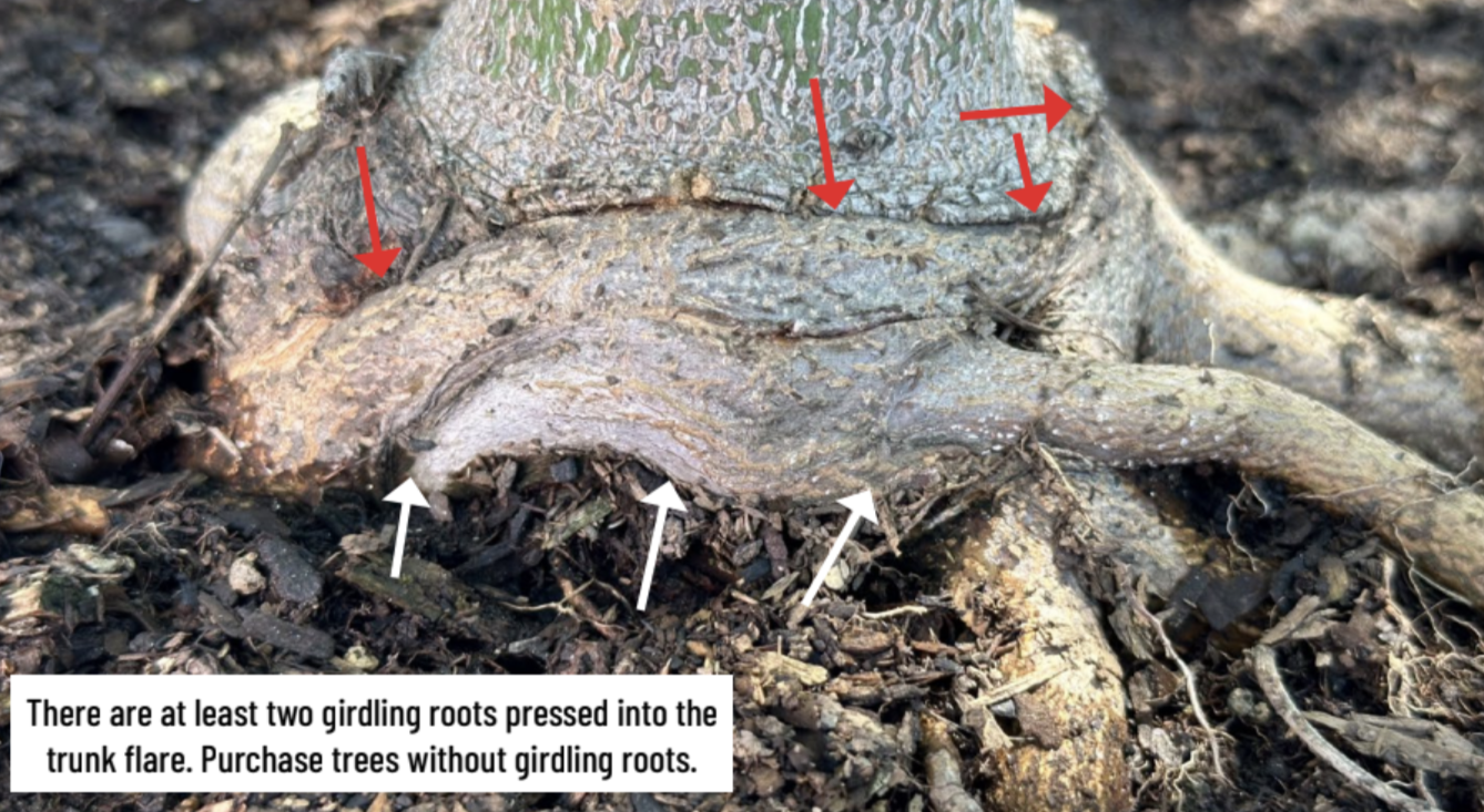 Why Urban Trees Die Young